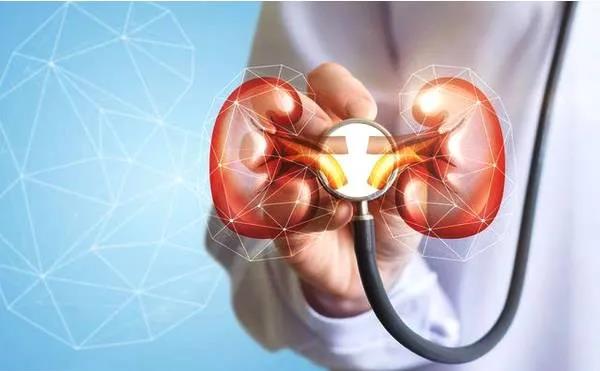 肾病健康知识分享:尿蛋白不高,肌酐为什么会上涨?