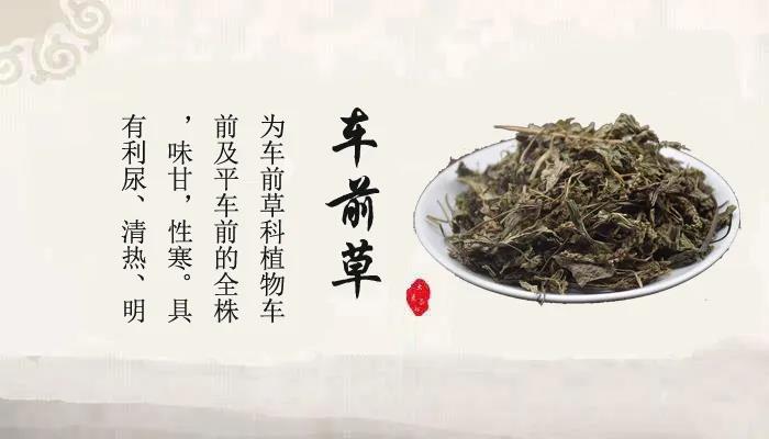 中药故事分享：【车前草】它有哪些药用功效？收藏！