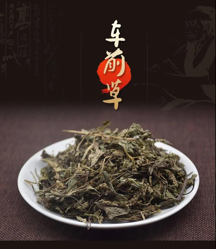 中药故事分享:【车前草】它有哪些药用功效?收藏!