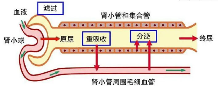 肾病健康知识分享：网友疑问解答!