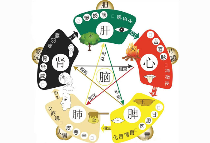 中医知识点分享:五脏对应的五行、阴阳与五脏的用药