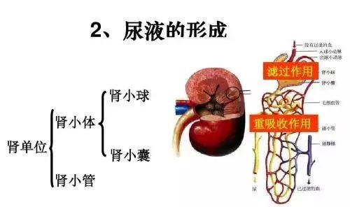 肾病患者如何彻底控制尿蛋白，使之不再复发？