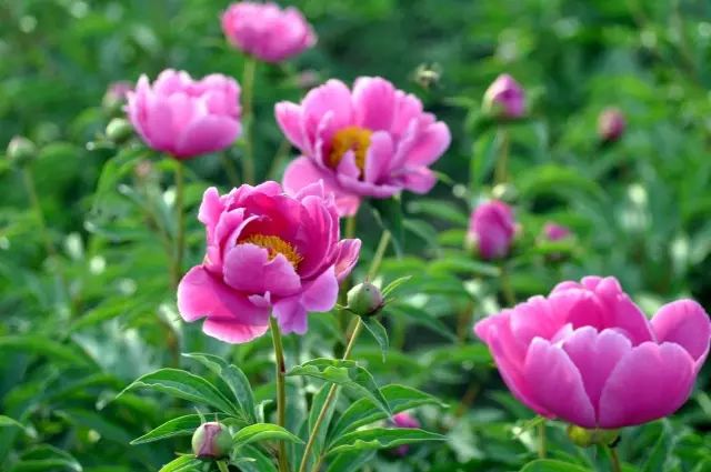 中药故事分享:【芍药】它有哪些药用功效?收藏!