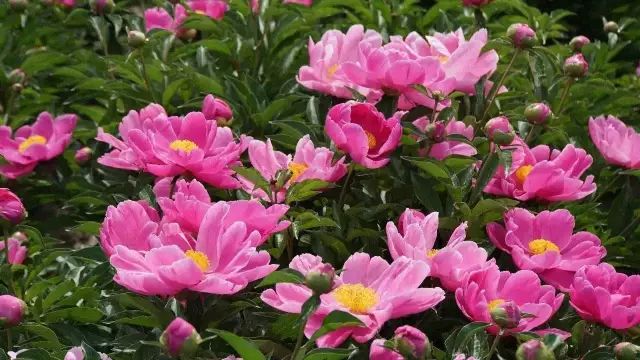 中药故事分享:【芍药】它有哪些药用功效?收藏!