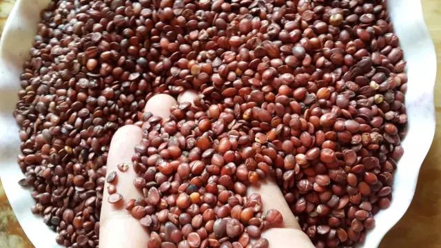 中药故事分享:【酸枣仁】它有哪些药用功效?收藏!