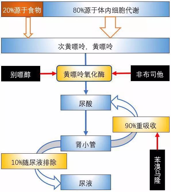 常用降尿酸药:别嘌醇、非布司他和苯溴马隆的区别及注意事项
