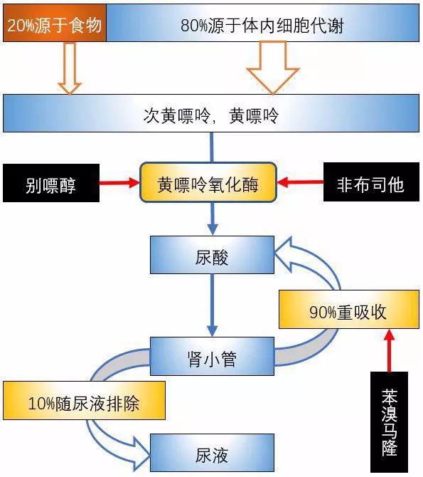 常用降尿酸药：别嘌醇、非布司他和苯溴马隆的区别及注意事项