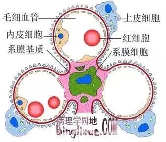 分析一下肾病患者尿蛋白和潜血怎样产生的？