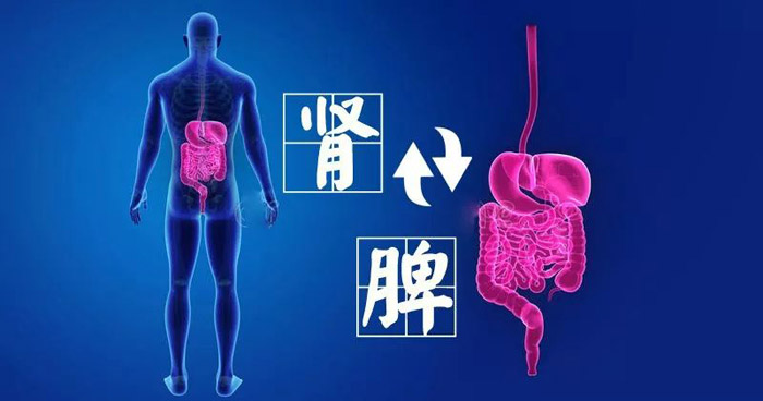 肾病治疗为何要健脾?怎样做才能健脾养脾?