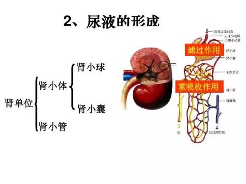 为何激素控制尿蛋白有效但容易复发？真正的解决方案在这里！