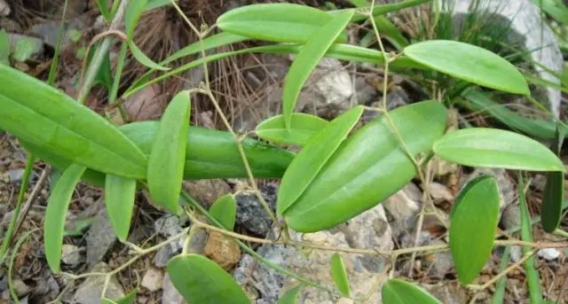 关于中药【茯苓】的故事,它有哪些药用功效?您知道吗?