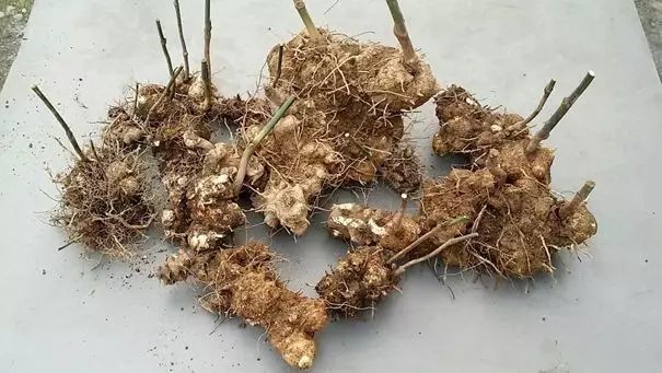 关于中药【茯苓】的故事,它有哪些药用功效?您知道吗?