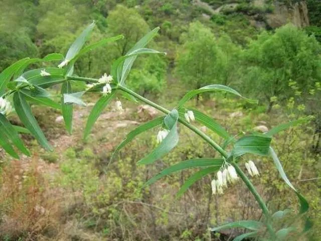 中药故事分享:【黄精】它有哪些药用功效?您知道吗?