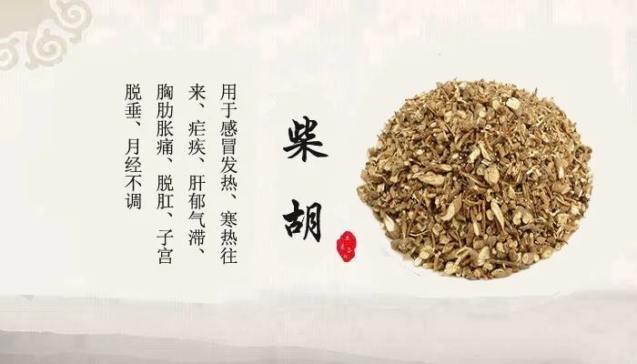 中药故事分享：【柴胡】它有哪些药用功效？