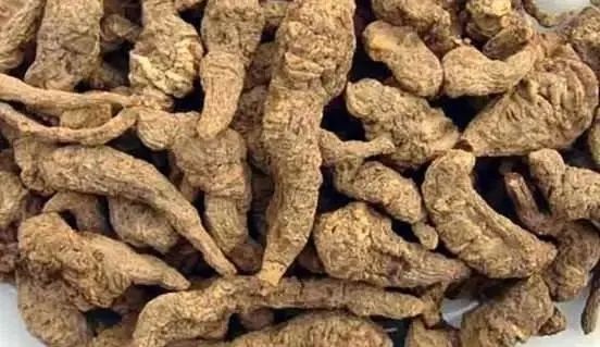 中药故事分享:【生地黄】它有哪些药用功效?