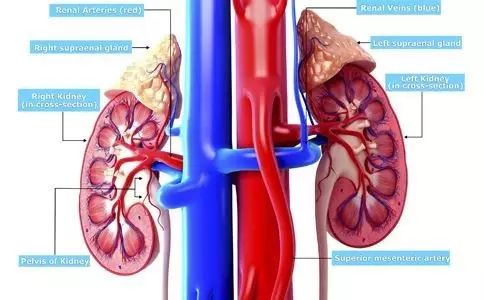 关于肾炎、肾病的最佳时间与病理研究 您知道吗？