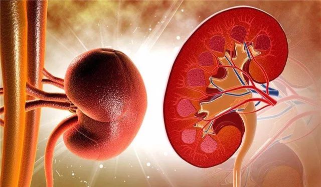 肾病健康知识分享:肾病治疗中怎样激活补体酶?