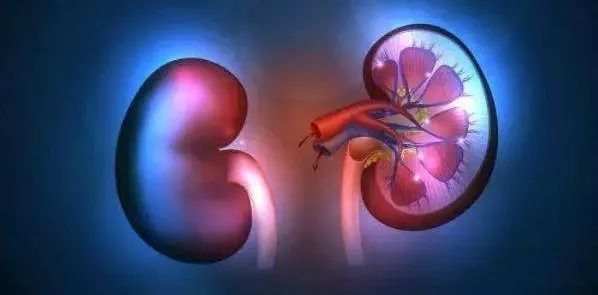 肾病健康小知识: 关于肌酐升高都有哪些原因？