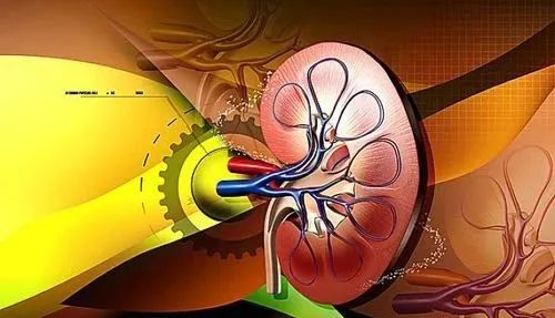 肾病究竟能否逆转?看完这篇文章应该会对你有所帮助~~