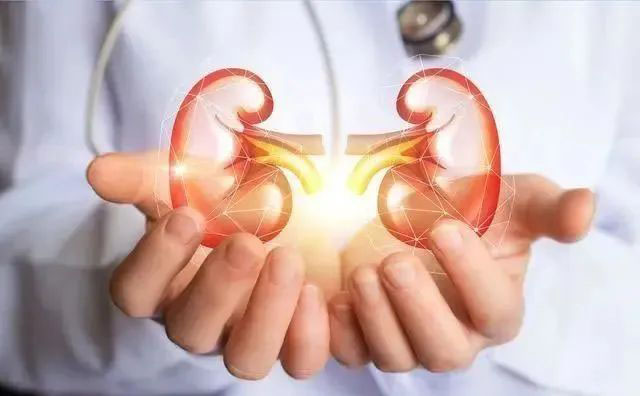 治疗肾炎,肾病的最佳时间与病理研究!
